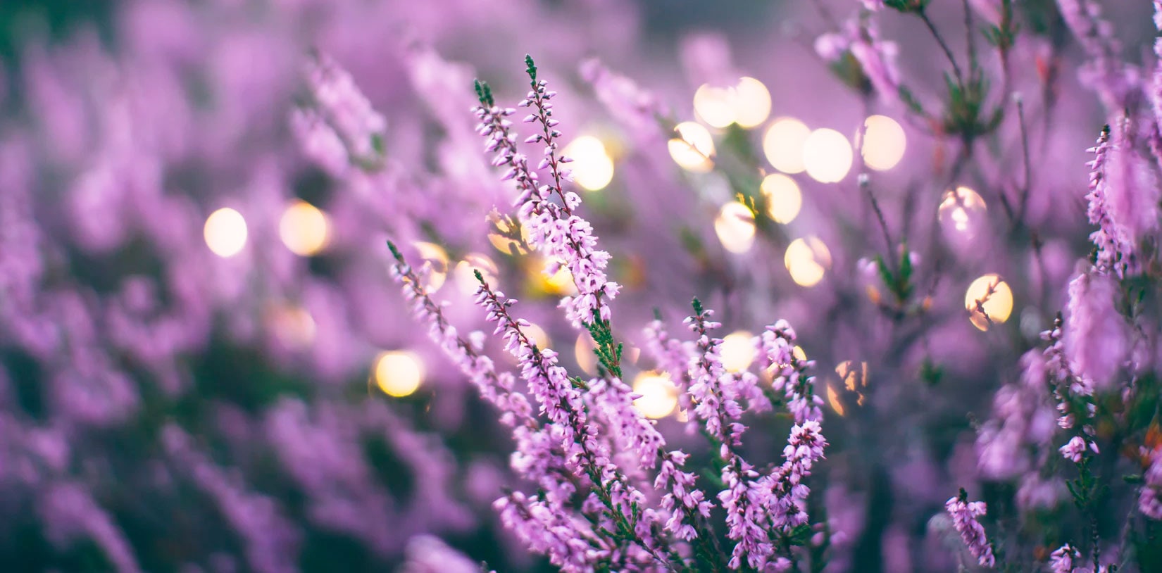 Up close photo of lavendar sprigs